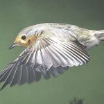 119056265_robininflight_getty.jpg